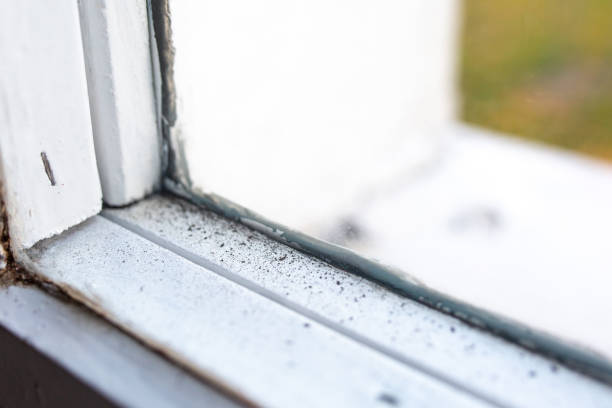 Best Black Mold Removal  in Eastpoint, FL