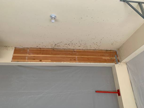 Eastpoint, FL Mold Removal Company